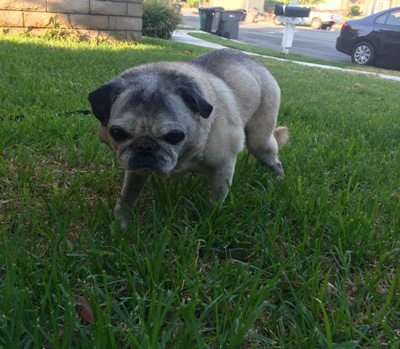 lake elsinore pet memorials